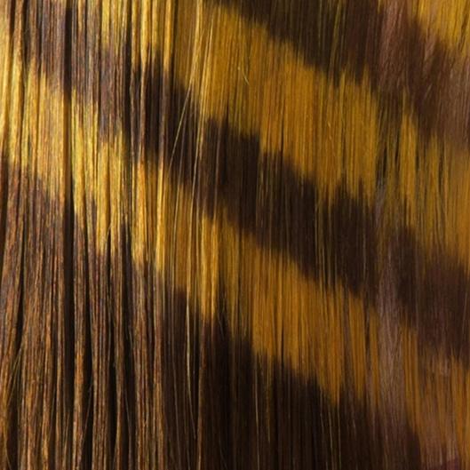 🧡🖤💛Chaos Calico 🧡🖤💛